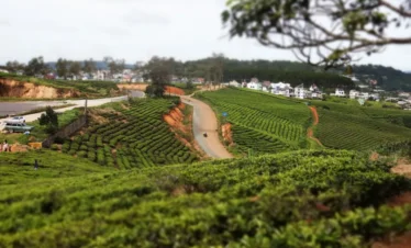 IMG_2566_colline de the Cau Dat Da Lat