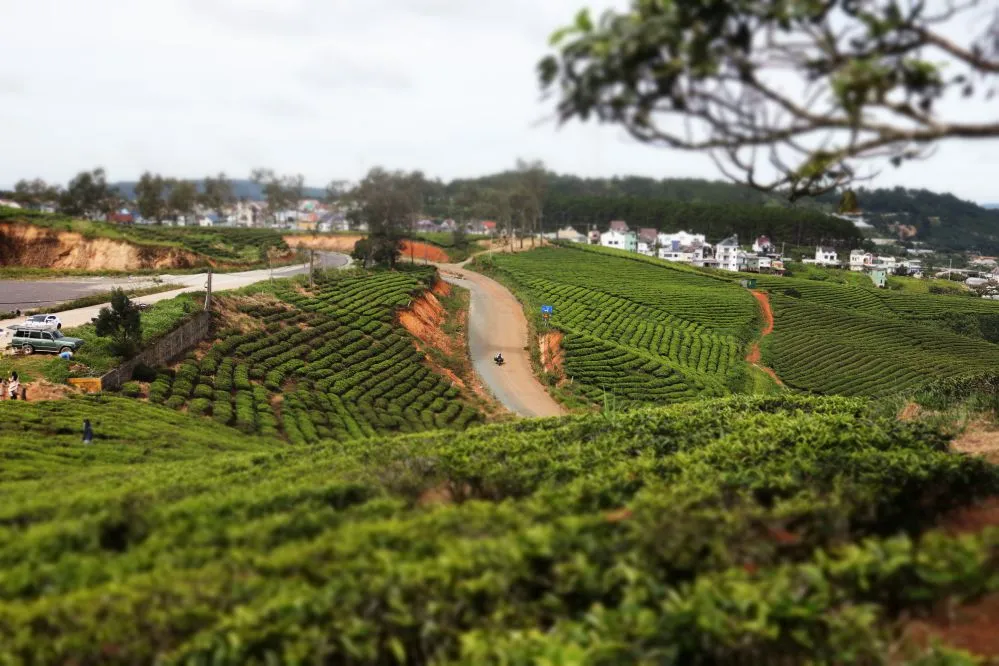 IMG_2566_colline de the Cau Dat Da Lat