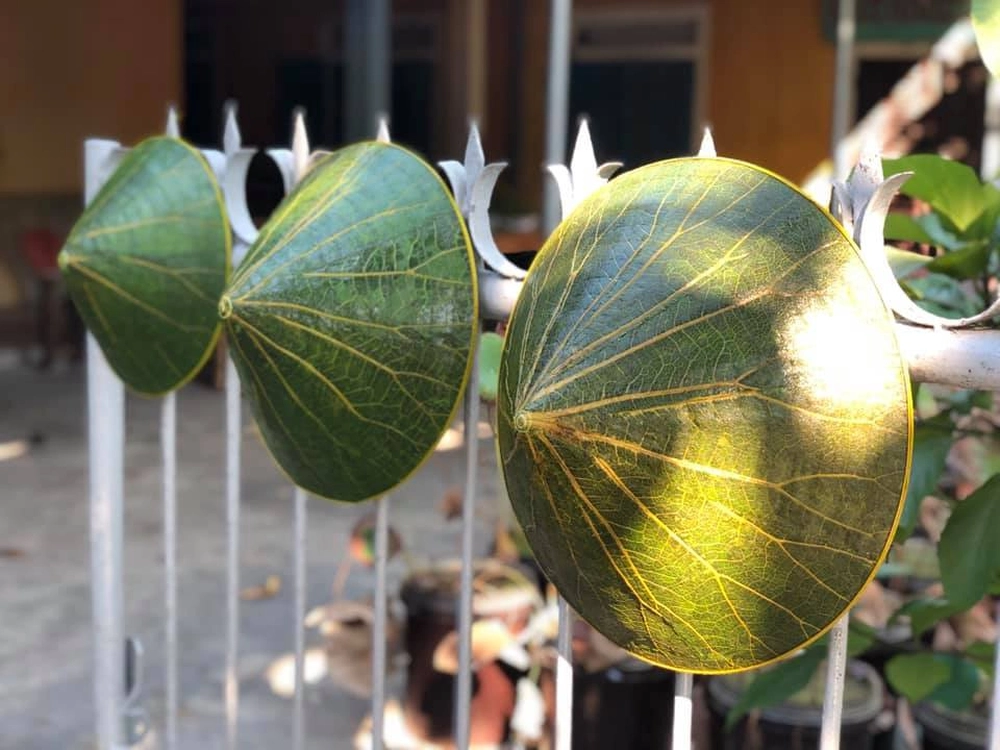 chapeau conique feuille lotus_