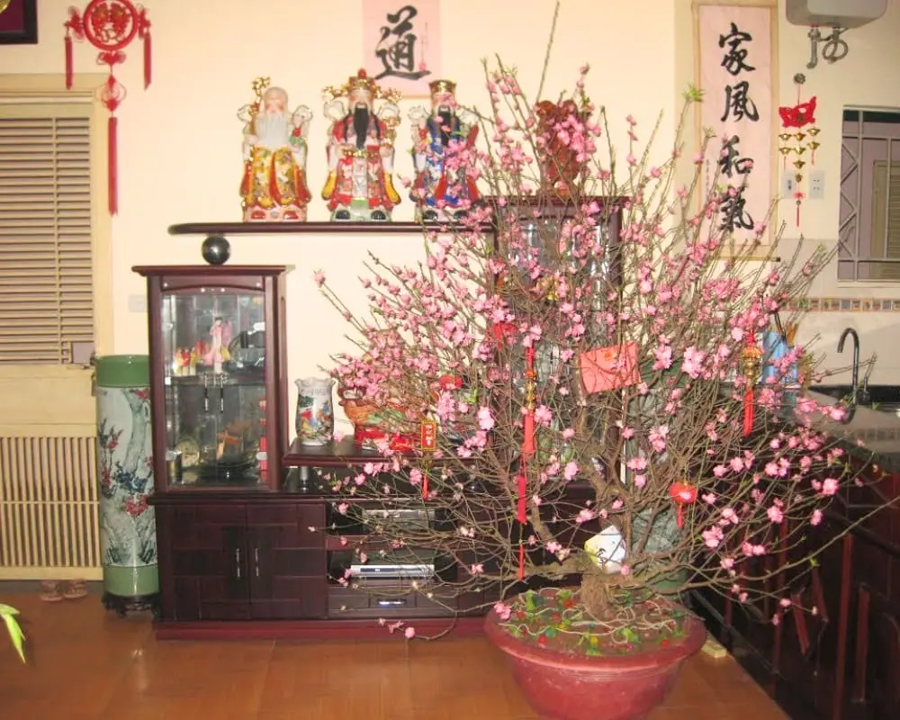 fleur de pêcher au Tet 2