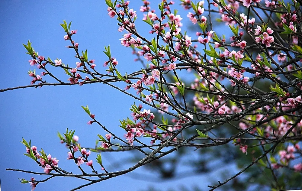 fleur de pêcher au Tet 4