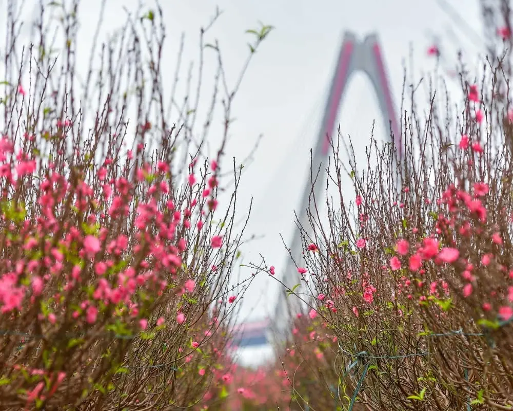 fleur de pêcher au Tet 5