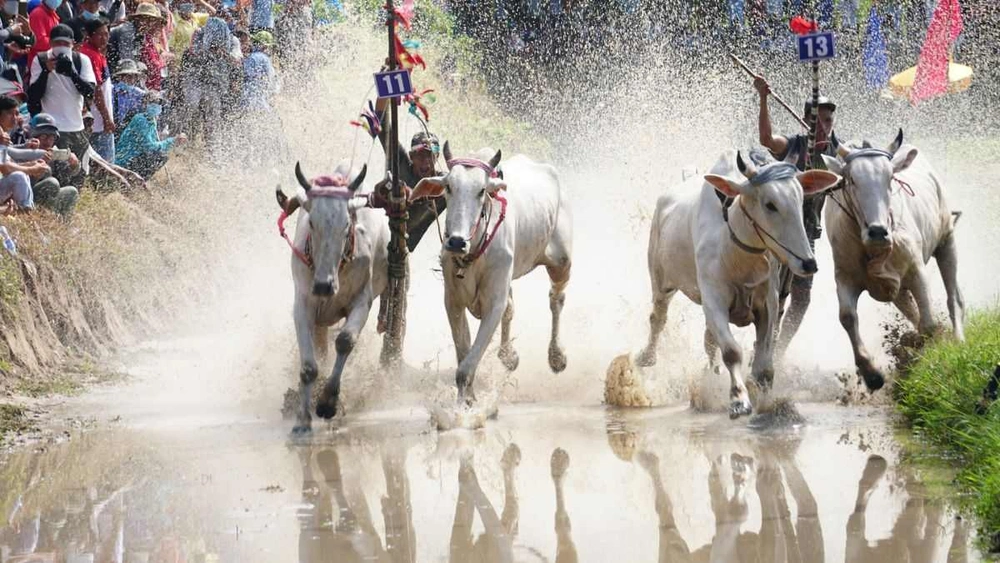 Fête des Courses de Buffles des Sept Montagnes_800