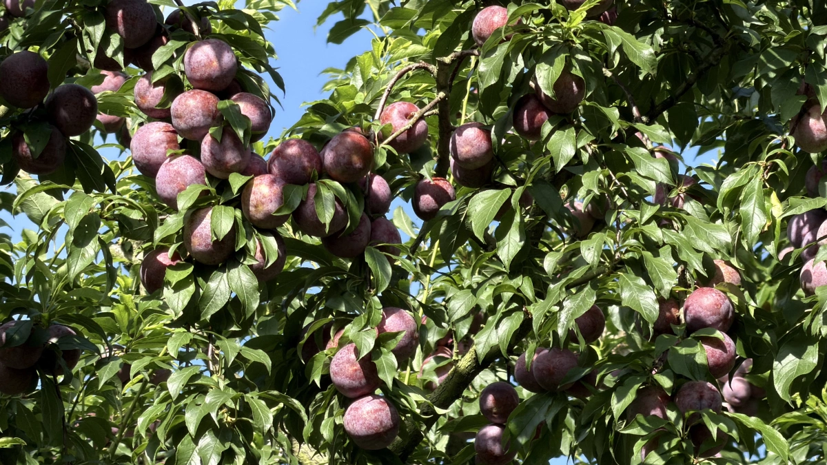 Moc Chau en saison des prunes 3
